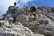 In GRIGNETTA (2177 m) ad anello Cresta Cermenati – Sentiero delle Capre dal Pian dei Resinelli il 27 marzo 2019 - FOTOGALLERY